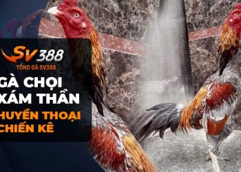 Tiểu sử gà chọi Xám Thần: Kỳ tích chiến thắng bất bại