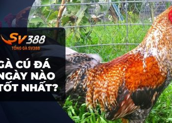 Gà cú đá ngày nào tốt nhất? Bật mí bí kíp tham khảo ngay!