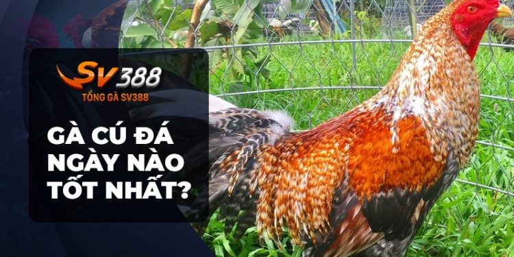 Gà cú đá ngày nào tốt nhất? Bật mí bí kíp tham khảo ngay!