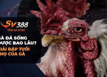 Gà Đá SV388: Bí Mật Về Tuổi Thọ Của Gà Đá