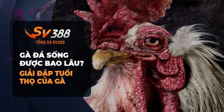 Gà Đá SV388: Bí Mật Về Tuổi Thọ Của Gà Đá