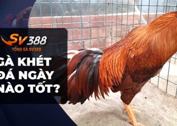 Gà khét là gì? Tìm hiểu về gà khét đá ngày nào tốt nhất