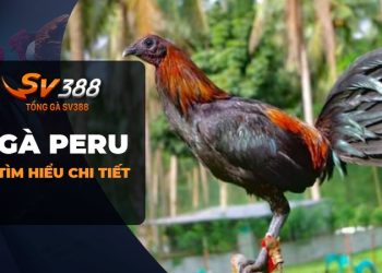 Câu chuyện về Gà Peru: Điểm qua dòng gà đá đến từ Peru