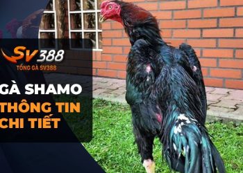 Gà Shamo - Loài Gà Chọi Độc Đáo và Hấp Dẫn