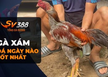 Gà xám đá ngày nào tốt nhất? Tìm hiểu để nâng cao tỉ lệ thắng!