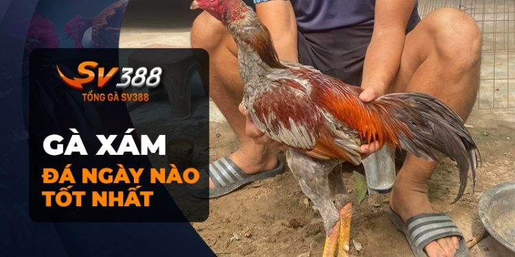 Gà xám đá ngày nào tốt nhất? Tìm hiểu để nâng cao tỉ lệ thắng!