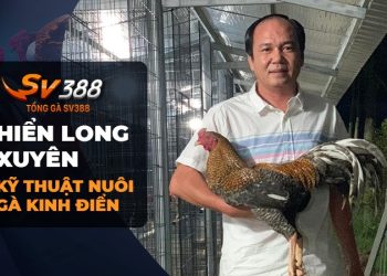 Hiển Long Xuyên - Một Sư Kê Tài Năng và Nổi Tiếng Trong Giới Gà Chọi