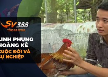 Linh Phụng Hoàng Kê: Bí mật thành công và trải nghiệm tại trang trại gà Linh Phụng Hoàng Kê