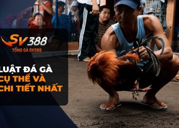 Luật Đá Gà Miền Nam – Trung – Bắc: Tìm Hiểu Đầy Đủ Nhất