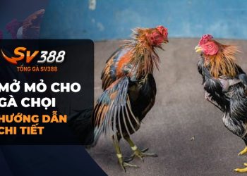 Mở mỏ cho gà chọi: Bí quyết thành công từ đầu đến cuối