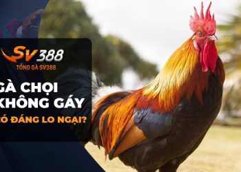 Đá Gà SV388 - Tại sao gà chọi không gáy? Có đáng lo ngại không?