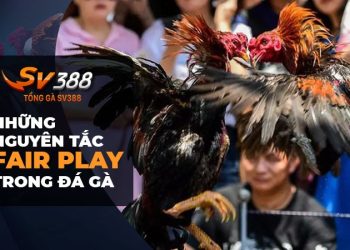 Những nguyên tắc Fair Play trong đá gà: Xây dựng một cộng đồng tích cực