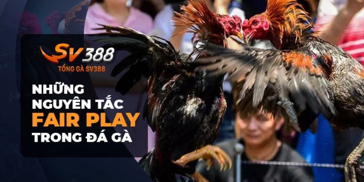 Những nguyên tắc Fair Play trong đá gà: Xây dựng một cộng đồng tích cực