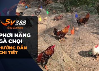 Phơi nắng cho gà chọi: Bí quyết chăm sóc hiệu quả