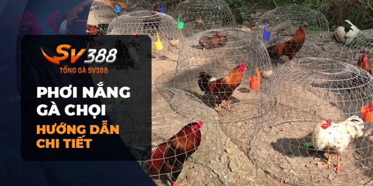 Phơi nắng cho gà chọi: Bí quyết chăm sóc hiệu quả