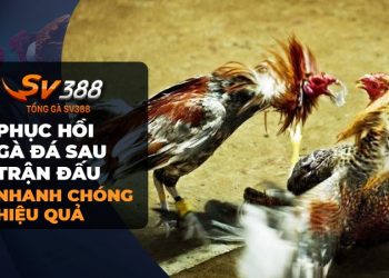 Cách phục hồi cho gà đá sau trận đấu - Sự trở lại mạnh mẽ sau cuộc chiến