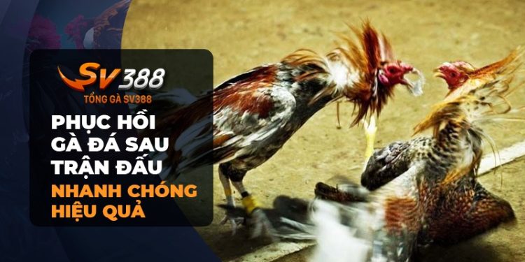 Cách phục hồi cho gà đá sau trận đấu - Sự trở lại mạnh mẽ sau cuộc chiến