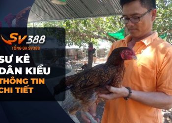 Đá Gà SV388: Sư kê Dân Kiều và trang trại gà nòi "khủng"