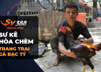 Sư kê Hòa Chèm và trang trại “bạc tỷ” của anh