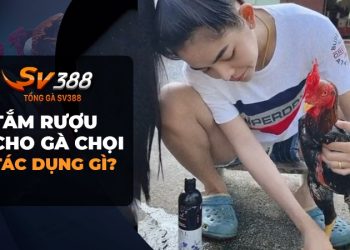 Tắm rượu cho gà chọi có tác dụng gì? [Thật Bất Ngờ]