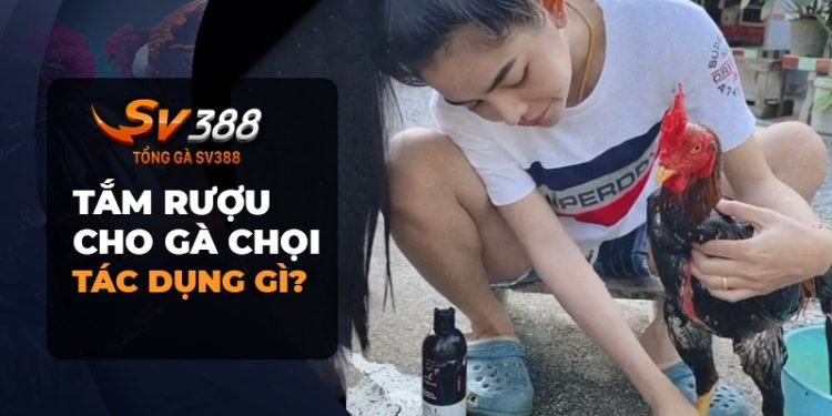 Tắm rượu cho gà chọi có tác dụng gì? [Thật Bất Ngờ]