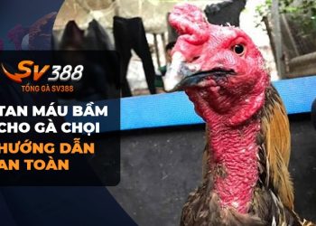 Cách làm tan máu bầm cho gà chọi hiệu quả