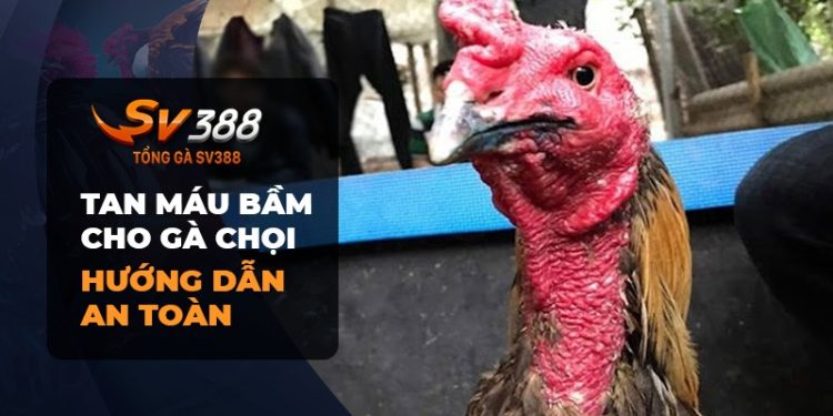 Cách làm tan máu bầm cho gà chọi hiệu quả