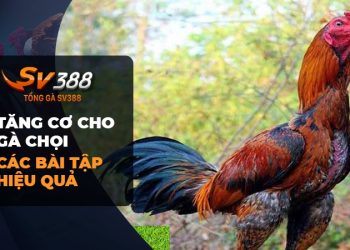 Tăng cơ cho gà chọi: Bí quyết đỉnh cao từ SV388