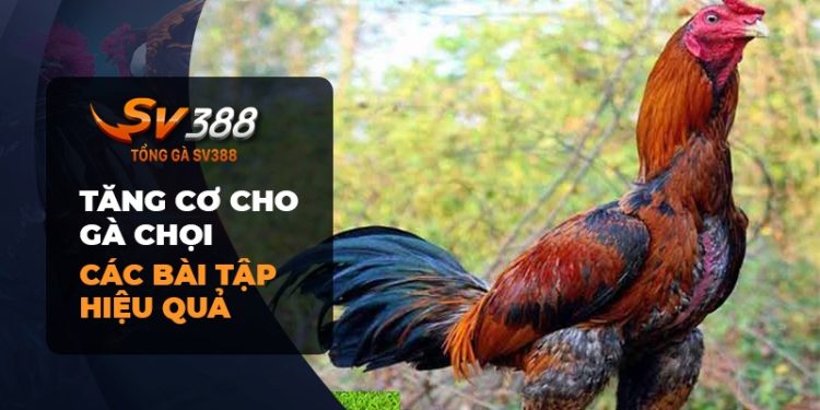 Tăng cơ cho gà chọi: Bí quyết đỉnh cao từ SV388