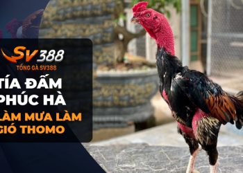 Chiến Kê Tía Đấm Phúc Hà | Đánh bại mọi đối thủ tại Thomo