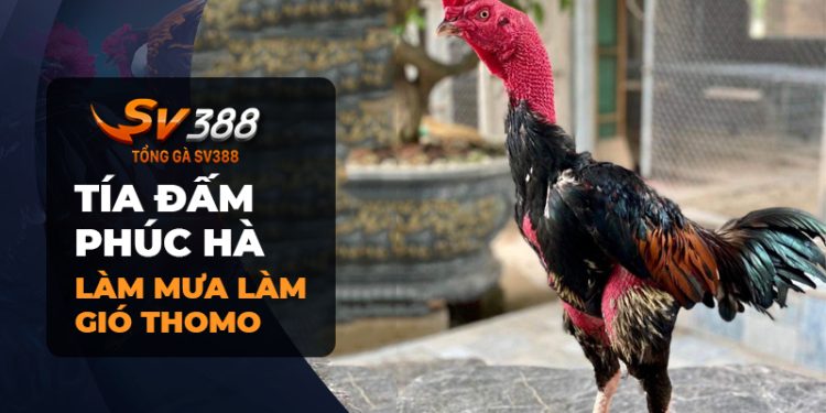 Chiến Kê Tía Đấm Phúc Hà | Đánh bại mọi đối thủ tại Thomo