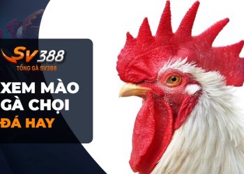 Cách xem mào gà chọi đá để tìm những tuyệt phẩm đấu