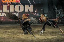 Link Xem Đá Gà Tre Trực Tiếp Gacam67 Full HD Không Chặn